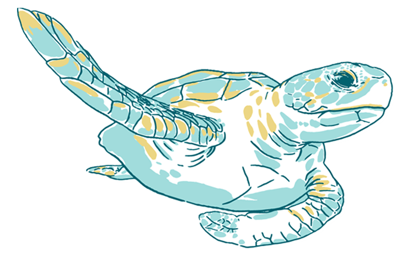 sea turtle